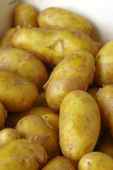 Pommes de terre nouvelles