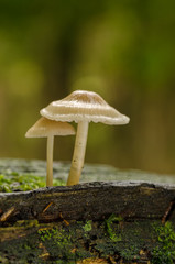 Two mushrooms growing on wood with a greenish background.