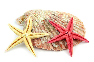 Seashell and starfish isolated on white background