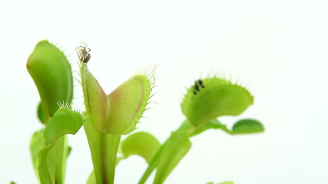 Carnivorous plant. Venus flytrap ( Dionaea muscipula ) - VIDEO