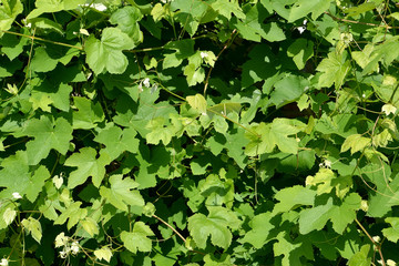 Green leaves of grapes, background