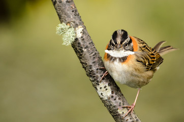 Rufous-collared sparrow (Zonotrichia capensis)