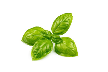 basil isolated on white background