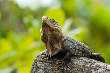 Obraz premium Black iguana (Ctenosaura similis)