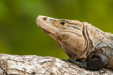 Black iguana (Ctenosaura similis)