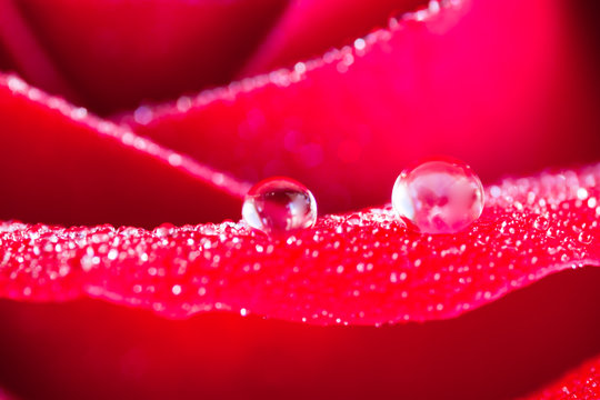 dews on rose
