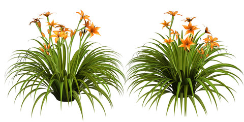 Day lily