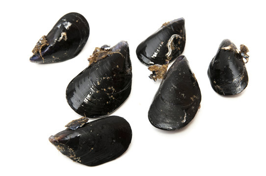 black mussels