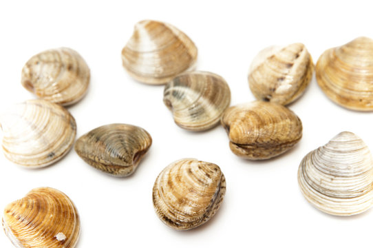 Sea clams
