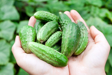 Fresh green cucumbers in hands.