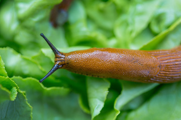 Schnecke mit Salatblatt © Gina Sanders