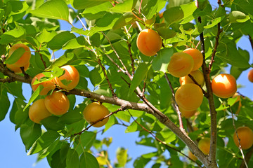 Branch of an apricot tree with ripe fruits