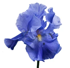Abwaschbare Fototapete Iris blaue Iris und kleine Spinne isoliert auf weiß