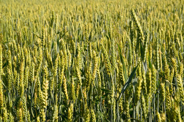Green ears of wheat, background
