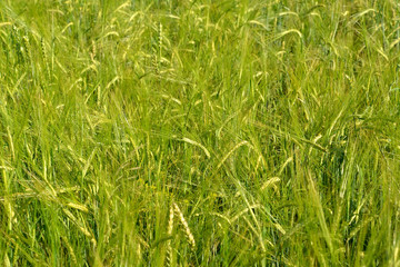 Green ears of barley, background