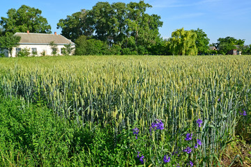 Rural landscape with a wheat field