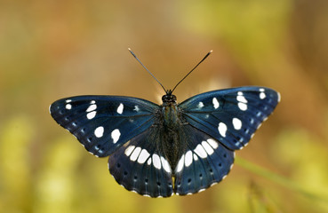 Southern White Admiral butterflies (Limenitis reducta)
