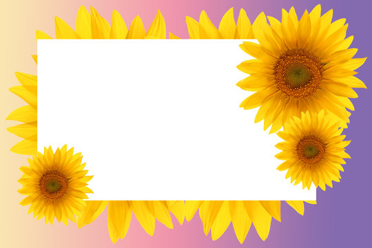 card sunflower frame flower backgrounds sunset