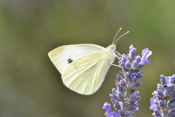 small white butterfly