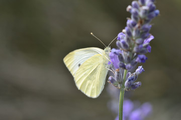 Small white Butterfly on lavender
