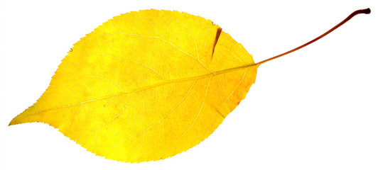 leaf