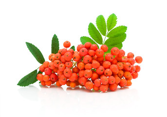 bunches of red mountain ash close up on a white background