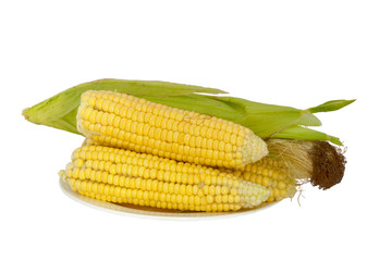 corn cobs plate isolated on white