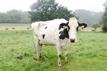 Fototapeta premium Cow