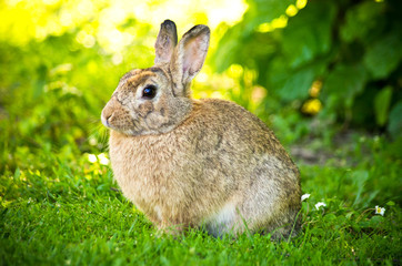 Naklejka na ściany i meble Rabbit on green lawn