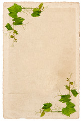 old paper sheet with vine leaves ornament isolated on white