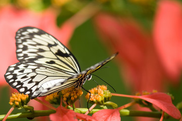 Fototapeta na wymiar Tree Nymph Butterfly