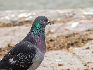 Blue-green pigeon