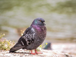 Blue-green pigeon