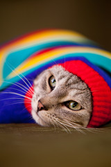 Funny european cat wearing colorful sweater 