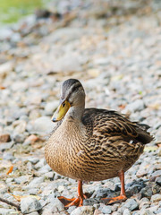 Female mallard duck
