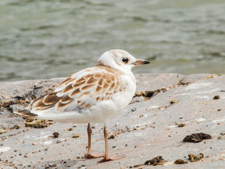 Young seagull