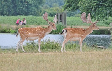 Fallow stags watched by family across river