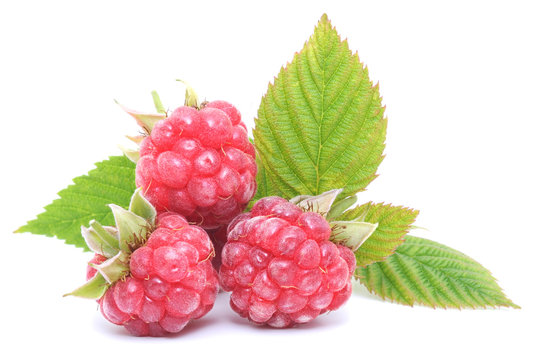 red raspberry fruits isolated