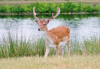 deer stag fallow deer close up young buck by river
