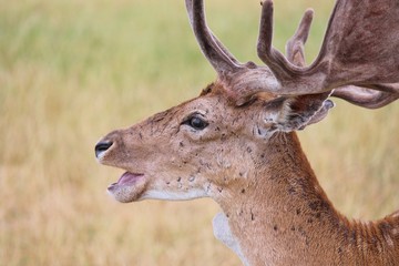 deer stag old scarred face of a fallow stag deer