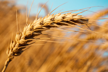 detail of one grain ear