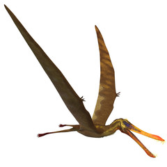 Anhanguera Pterosaur © Catmando