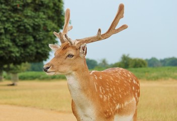 Naklejka na ściany i meble deer stag with antlers fallow deer in field 
