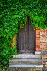Wooden doors in brick wall covered with green plant leaves