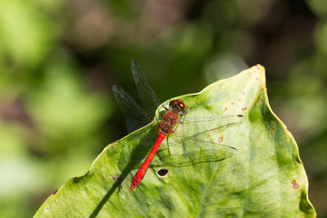 Wild yellow black red dragonfly anax imperator Sympetrum Fonscol