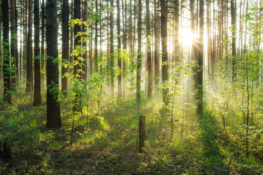 Fototapeta sunset in the woods