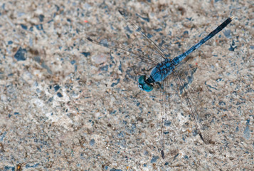 Blue Dragonfly  on cement floor