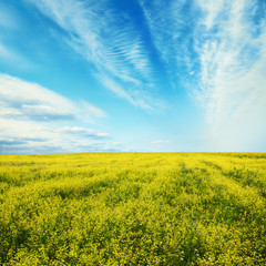 Obraz premium rapeseed field