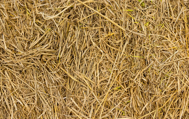 Background of hay and dry grass