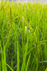 paddy rice field with with morning dew.